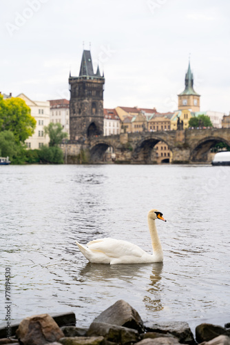 Close-up of a white swan on the Vltava River in the city of Prague, with the cityscape and Charles Bridge in the background.