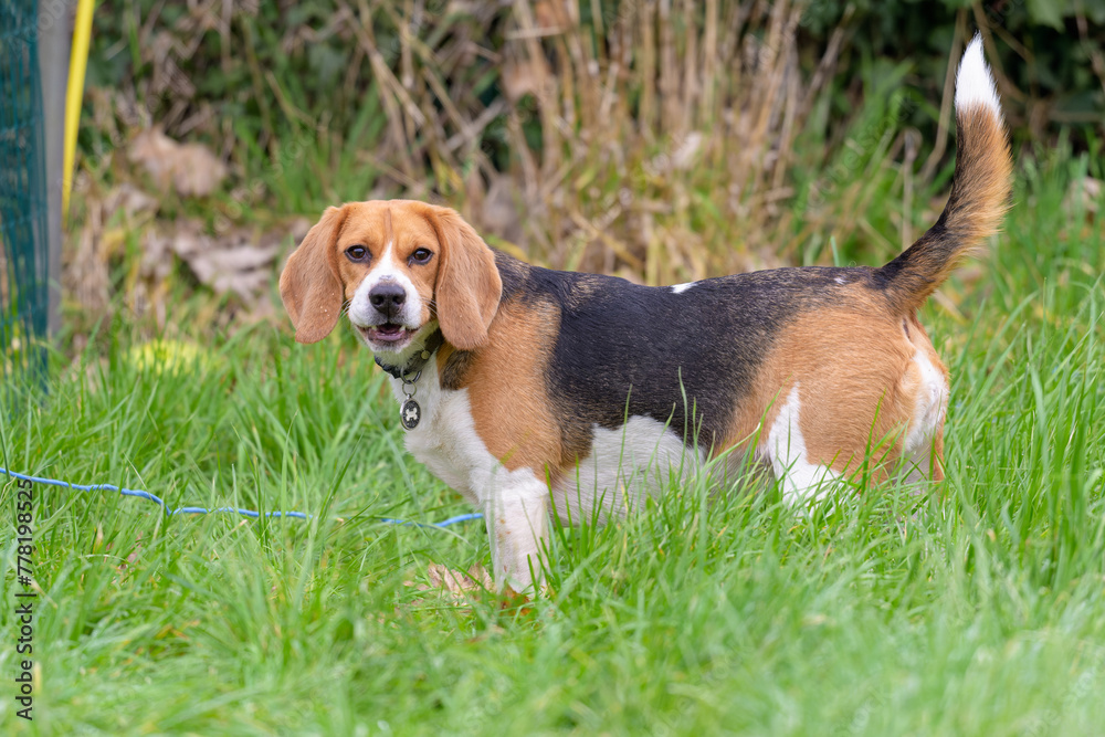 Beagle dans les hautes herbes