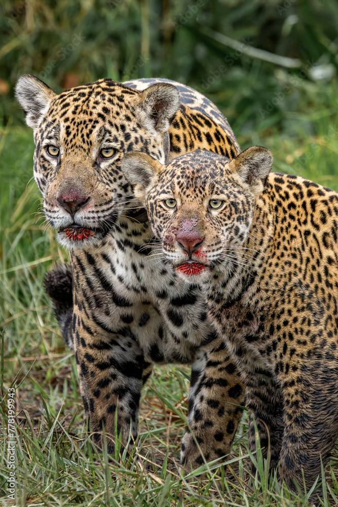 Obraz premium After lunch