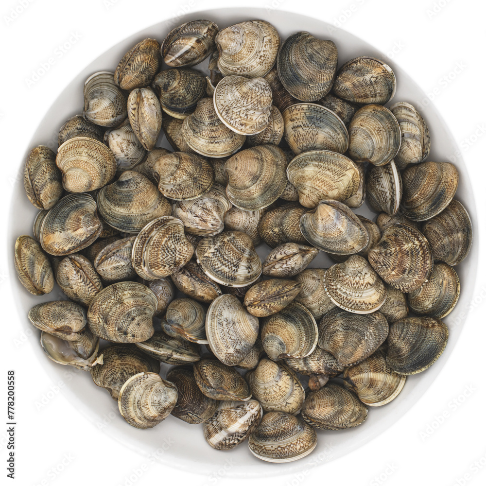 Chamelea gallina,small saltwater clam in the family Veneridae,fished in Italy in the Adriatic Sea,pile of shellfish on a plate Chamelea gallina,small saltwater clam in the family Veneridae,fished in Italy in the Adriatic Sea,pile of shellfish on a plate