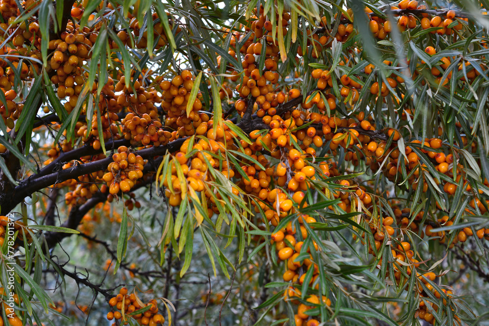 a sea buckthorn tree with many orange berries on it a sea buckthorn tree with many orange berries on it
