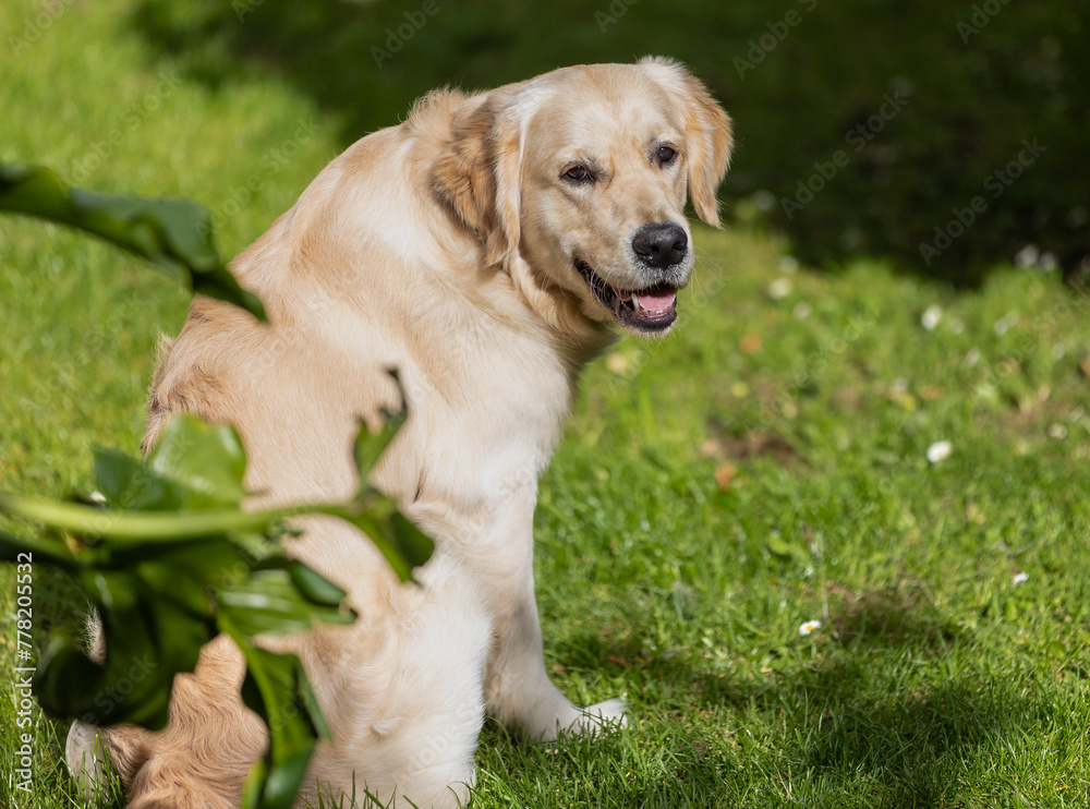 My Golden Puppy is 9 months old with great vitality! My Golden Puppy is 9 months old with great vitality!