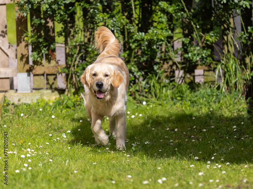 My Golden Puppy is 9 months old with great vitality!