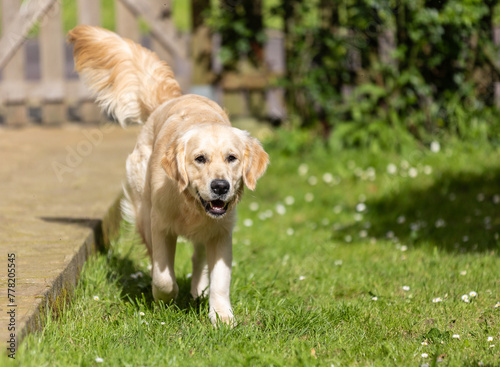 My Golden Puppy is 9 months old with great vitality!