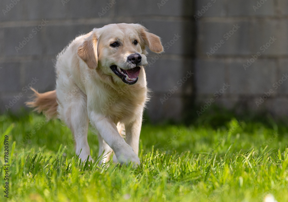 My Golden Puppy is 9 months old with great vitality! My Golden Puppy is 9 months old with great vitality!