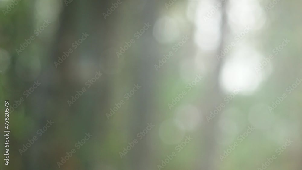 Blur bokeh light background .Summer concept of abstract nature blurred background. Sun breaking through leaves blurred bokeh background.	
