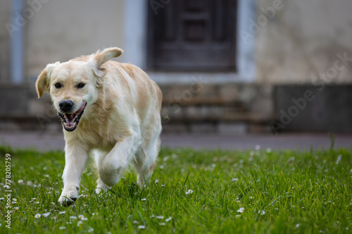 My Golden Puppy is 9 months old with great vitality!