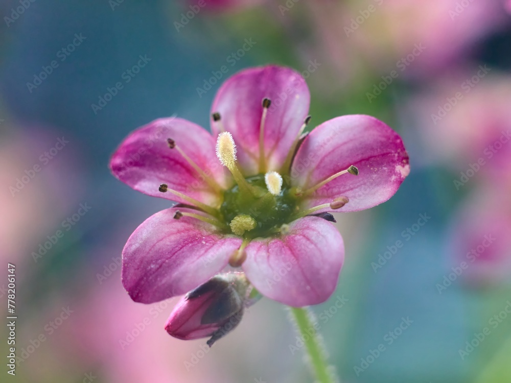 Fototapeta premium Skalnica Różowa, Touran Pink - bylina wiosenna malarsko sfotografowana starym manualnym obiektywem Helios 44
