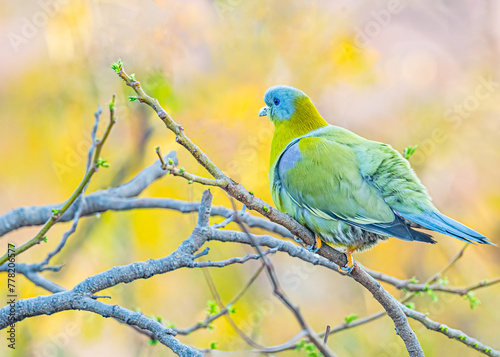 Obraz na plátne A Yellow footed Green Pigeon