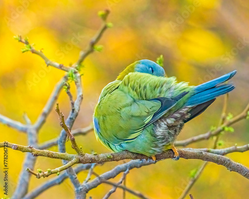 Photos A Yellow footed Green Pigeon