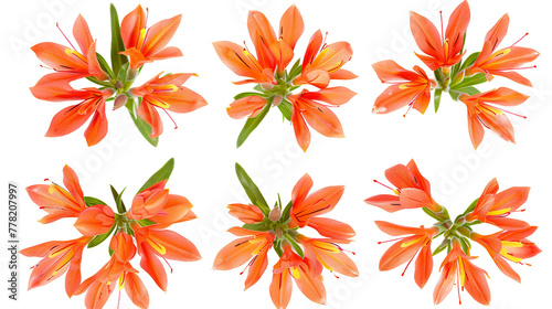 Indian Paintbrush Digital Art 3D Illustration: Vibrant and Colorful Wildflower Isolated on Transparent Background, Perfect Botanical Design Element for Spring and Summer Creations