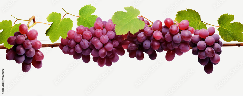 Grapevines isolated on transparent background сreated with Generative Ai Grapevines isolated on transparent background сreated with Generative Ai