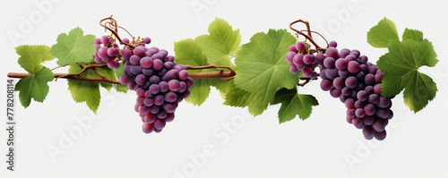 Wallpaper Mural Grapevines isolated on transparent background сreated with Generative Ai Torontodigital.ca