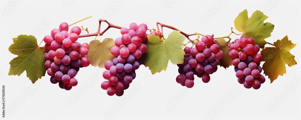 Grapevines isolated on transparent background сreated with Generative Ai Grapevines isolated on transparent background сreated with Generative Ai
