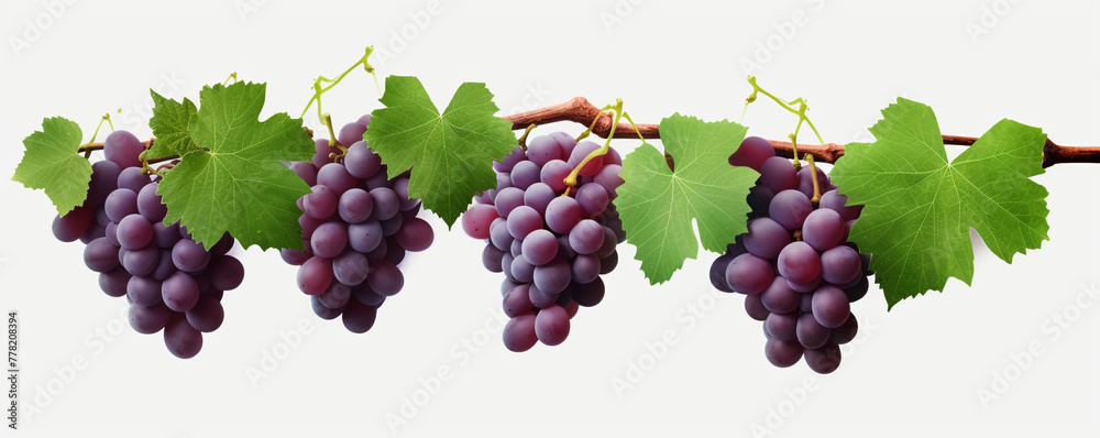 Grapevines isolated on transparent background сreated with Generative Ai Grapevines isolated on transparent background сreated with Generative Ai