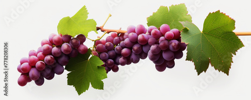 Grapevines isolated on transparent background сreated with Generative Ai