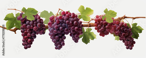 Grapevines isolated on transparent background сreated with Generative Ai