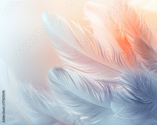 White abstract feathers on soft background  text space