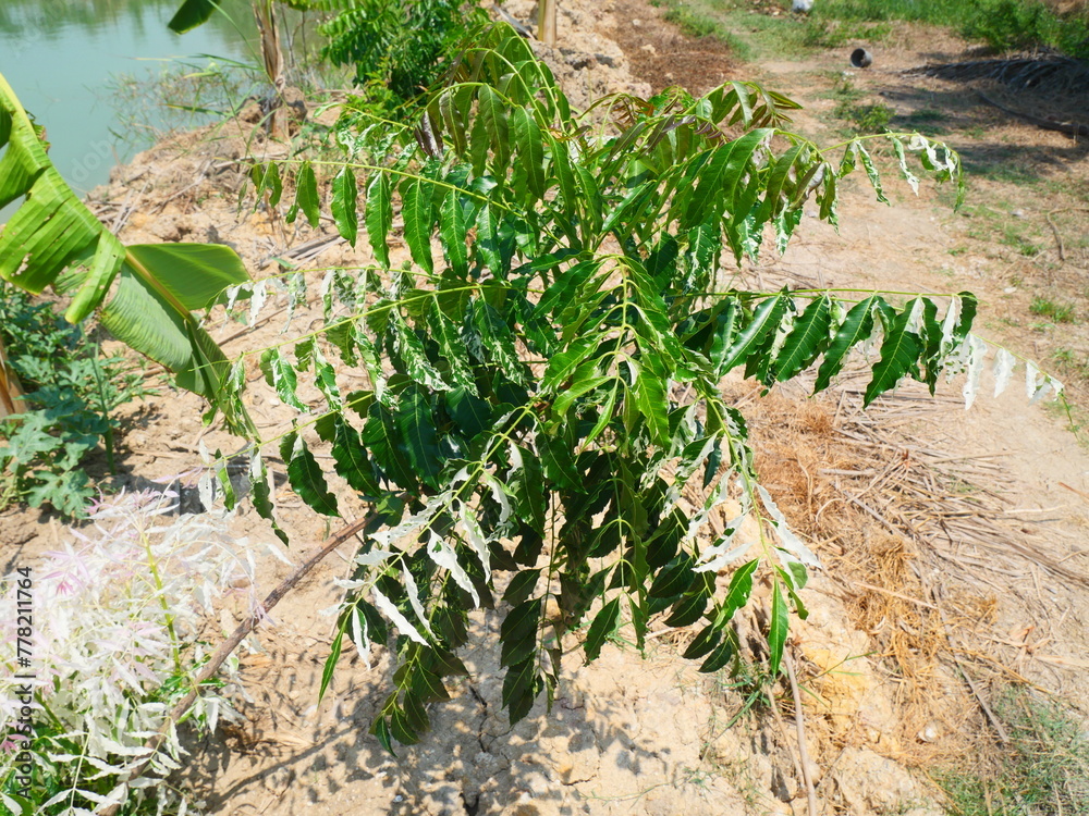 young neem tree with green leaves