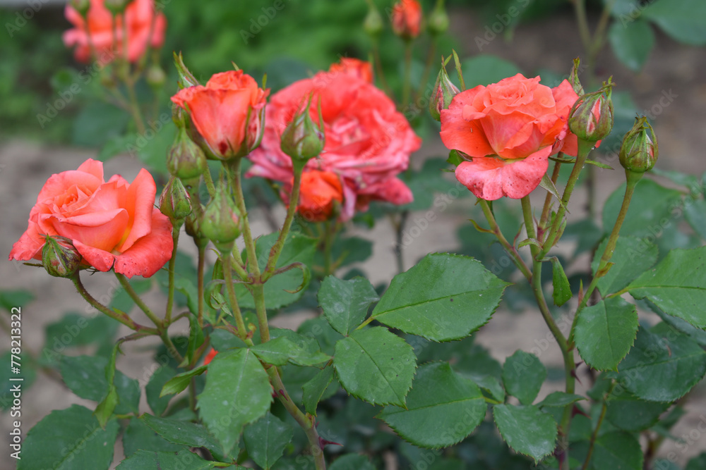 Beautiful red rose flower closeup in garden, A very beautiful rose flower bloomed on the rose tree, Rose flower, bloom flowers, Natural spring flower, Nature Beautiful red rose flower closeup in garden, A very beautiful rose flower bloomed on the rose tree, Rose flower, bloom flowers, Natural spring flower, Nature