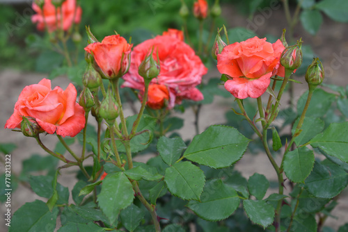 Beautiful red rose flower closeup in garden  A very beautiful rose flower bloomed on the rose tree  Rose flower  bloom flowers  Natural spring flower   Nature