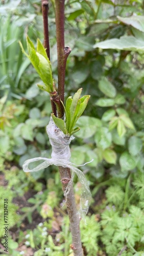 Greffe sur un arbre fruitier pêcher 