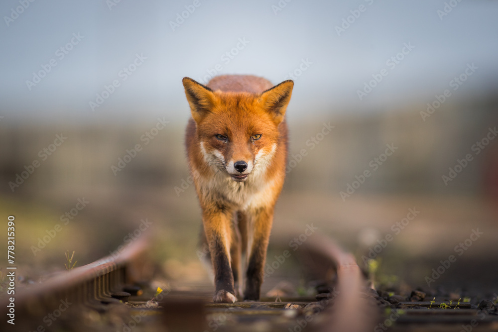 Naklejka premium red fox vulpes portrait in the wild on train tracks head on eye contact