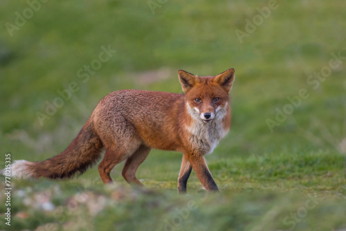 Fox sunset, orange evening light. Orange fur coat animal in the nature habitat. Fox on the green forest meadow. Red Fox hunting, Vulpes vulpes, wildlife scene from Europe. Evening sunset. © JTP Photography