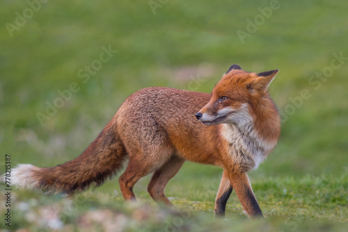 Fox sunset, orange evening light. Orange fur coat animal in the nature habitat. Fox on the green forest meadow. Red Fox hunting, Vulpes vulpes, wildlife scene from Europe. Evening sunset.