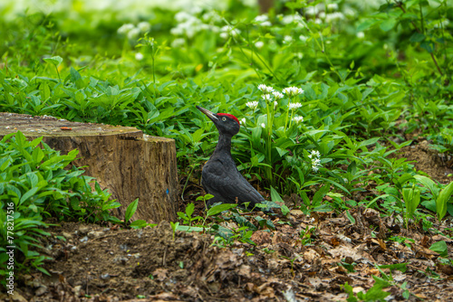 Dryocopus martius, Black woodpecker photo