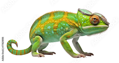 Vibrantly colored chameleon cut out