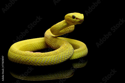 Yellow White-lipped Pit Viper isolated on black background, yellow viper snake reflections on black, Trimeresurus insularis