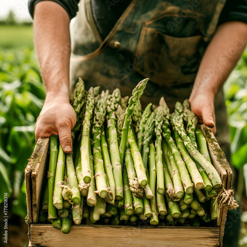 Healthy green asparagus picked by the farmer