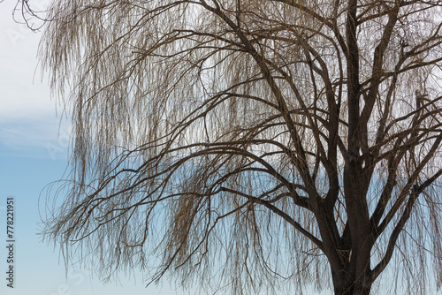 weeping-willow or salix tree on a cloudy blue sky