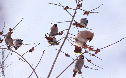 A flock of waxwings settled on the branches on the remains of the persimmon, against the blue sky