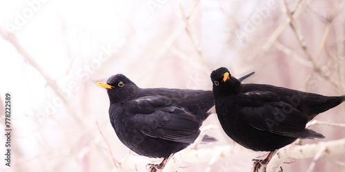 A pair of blackbirds among the snow-covered branches.