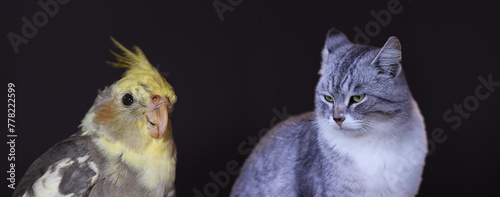 A dangerous neighborhood between a parrot and a cat... I wonder who is thinking about what