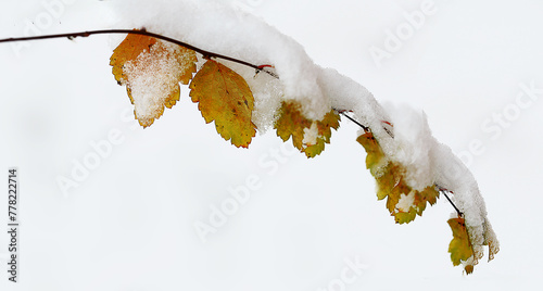 The first snow fell on the last yellow leaves..