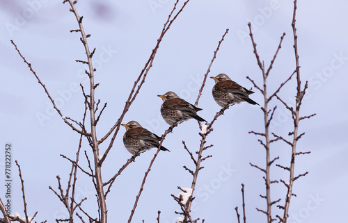 Three fieldfares sit on winter branches against the blue sky.