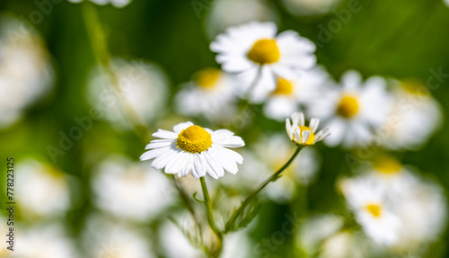 Marguerite daisy flower with green meadow as background © enderbayindir