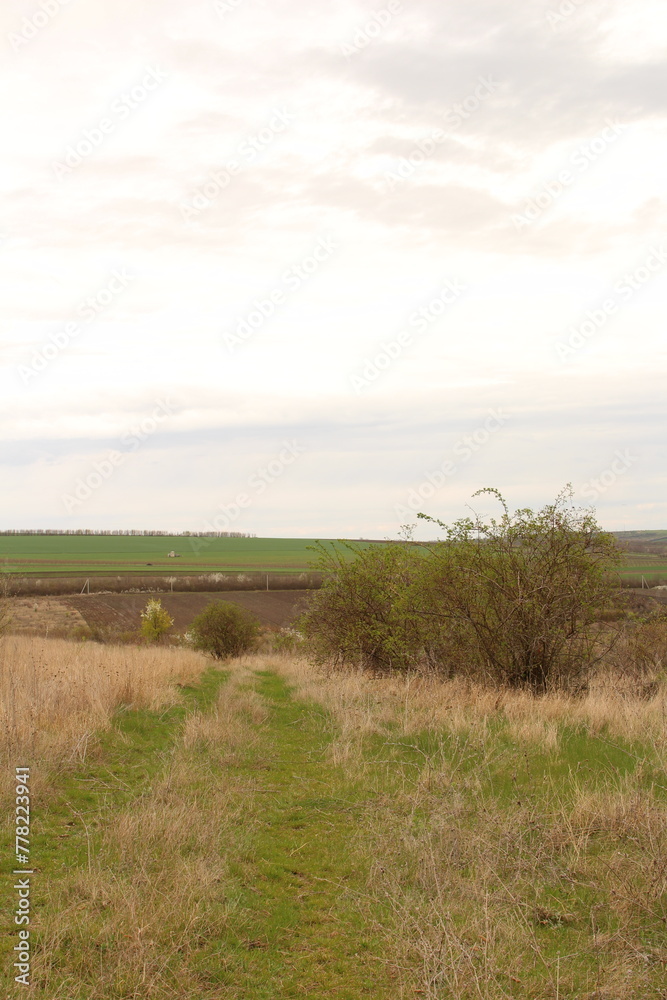 A grassy field with a cloudy sky