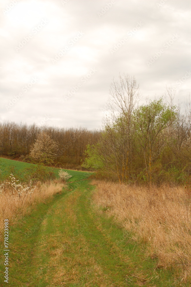 A grassy field with trees and a cloudy sky A grassy field with trees and a cloudy sky