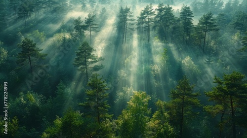 Pine forest. sunlight. god rays. woods. cop. glade. mist. fog. landscape.  photo