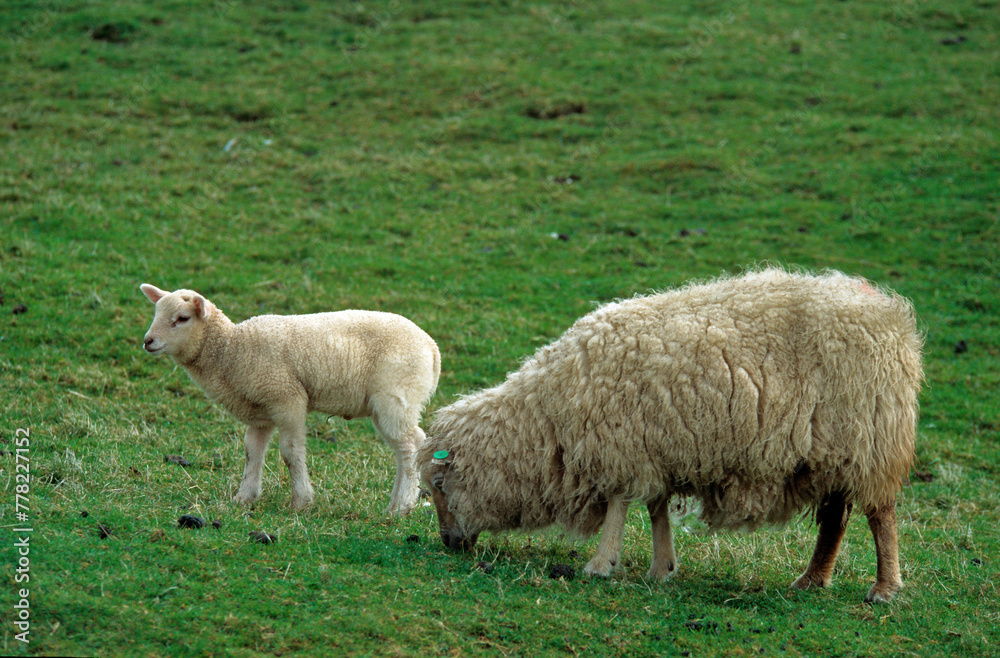 Mouton; Race Téxel; Femelle et jeune, Ile de Texel, Pays Bas