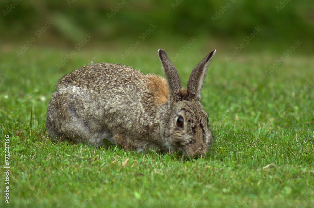 Fototapeta premium Lapin de garenne, Oryctolagus cuniculus