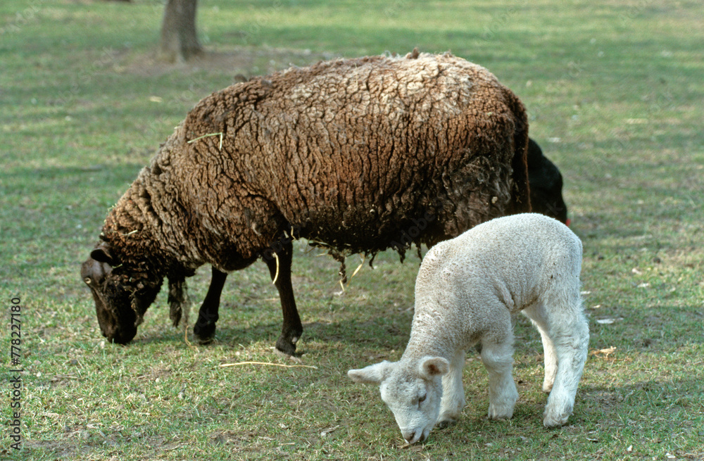 Mouton; agneau