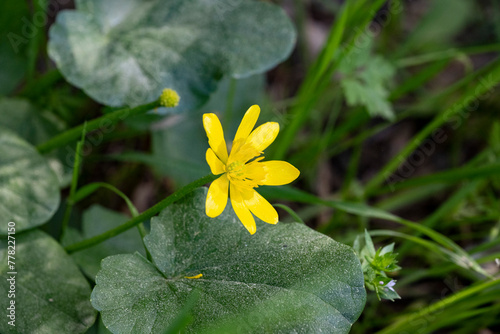 Yellow California buttercup flower in Karaoz Lake of Antalya, Turkey photo