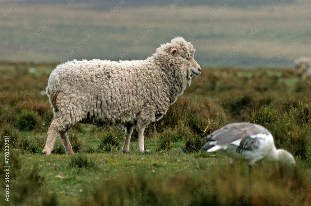 mouton des Falkland, Iles Falkland, Malouines mouton des Falkland, Iles Falkland, Malouines