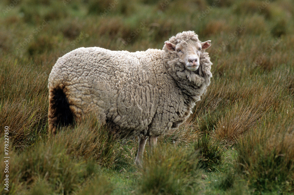 mouton des Falkland, Iles Falkland, Malouines mouton des Falkland, Iles Falkland, Malouines