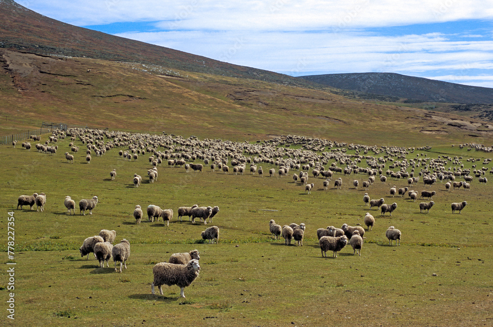 mouton des Falkland, Iles Falkland, Malouines